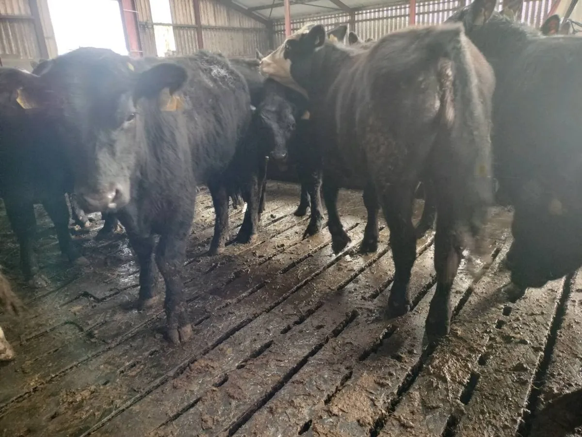 Angus Bullock's for sale - Image 4