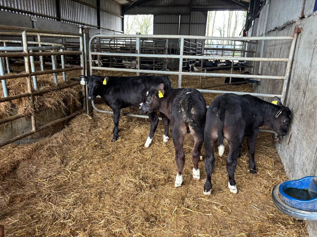 5 super reared Angus bulls - Image 3