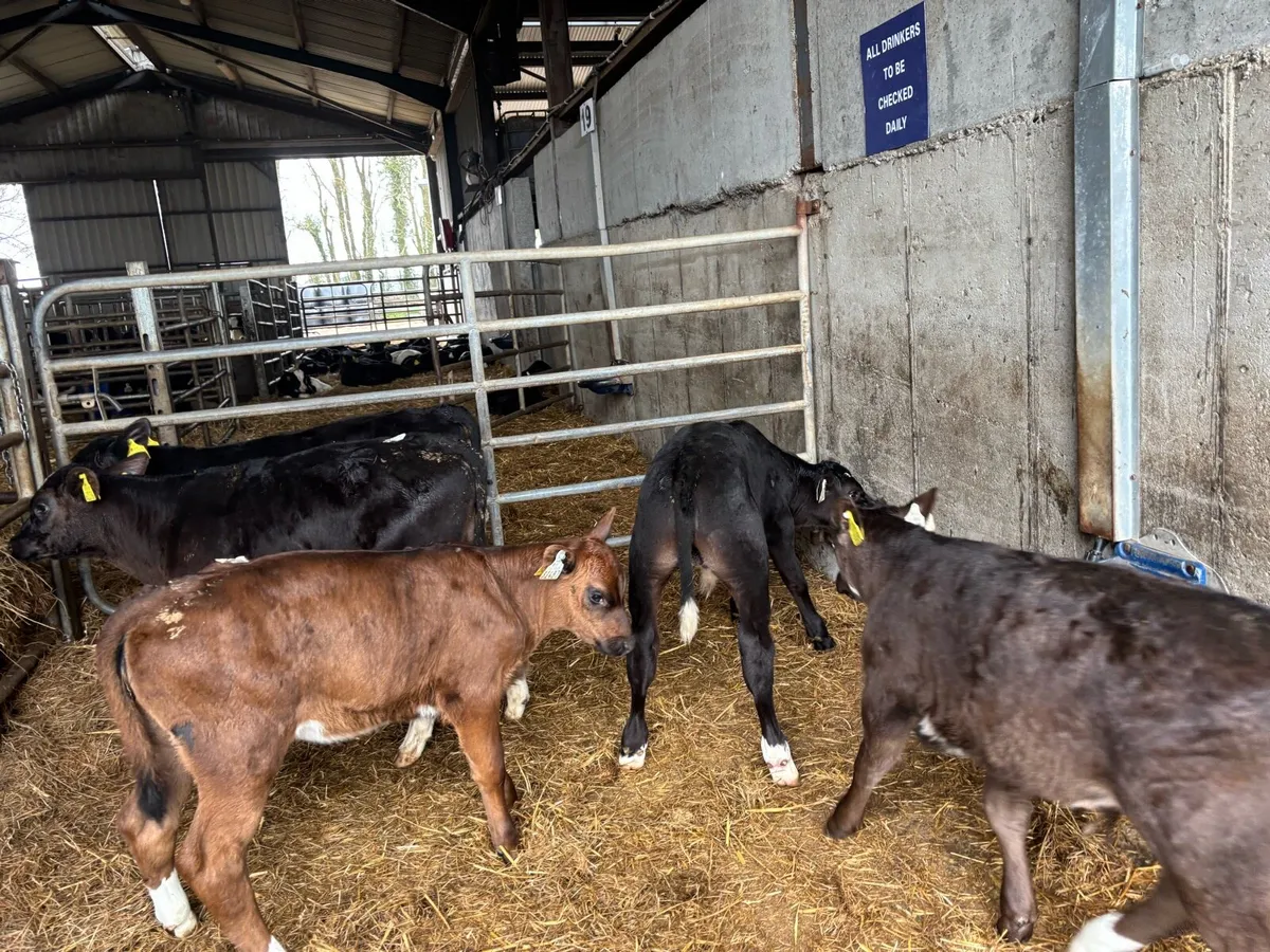 5 super reared Angus bulls - Image 4
