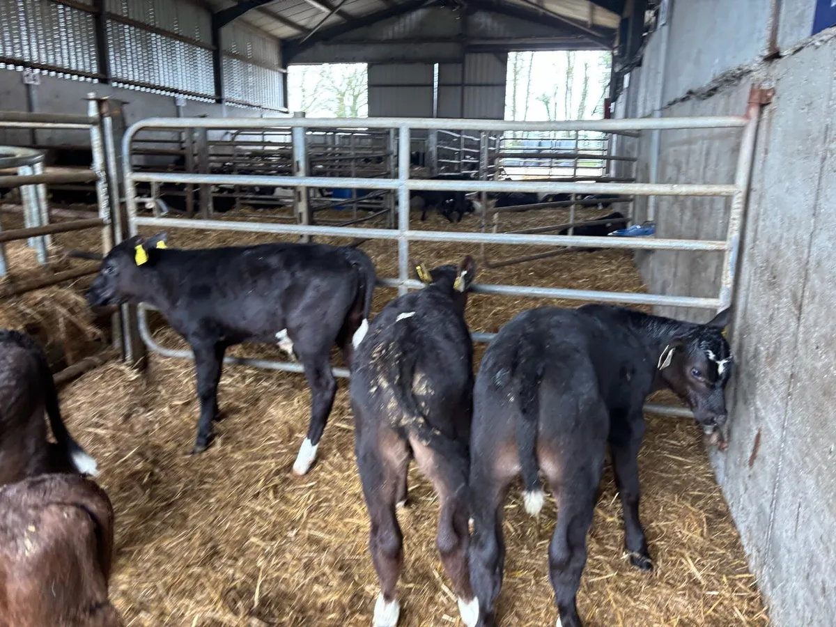 5 super reared Angus bulls - Image 1