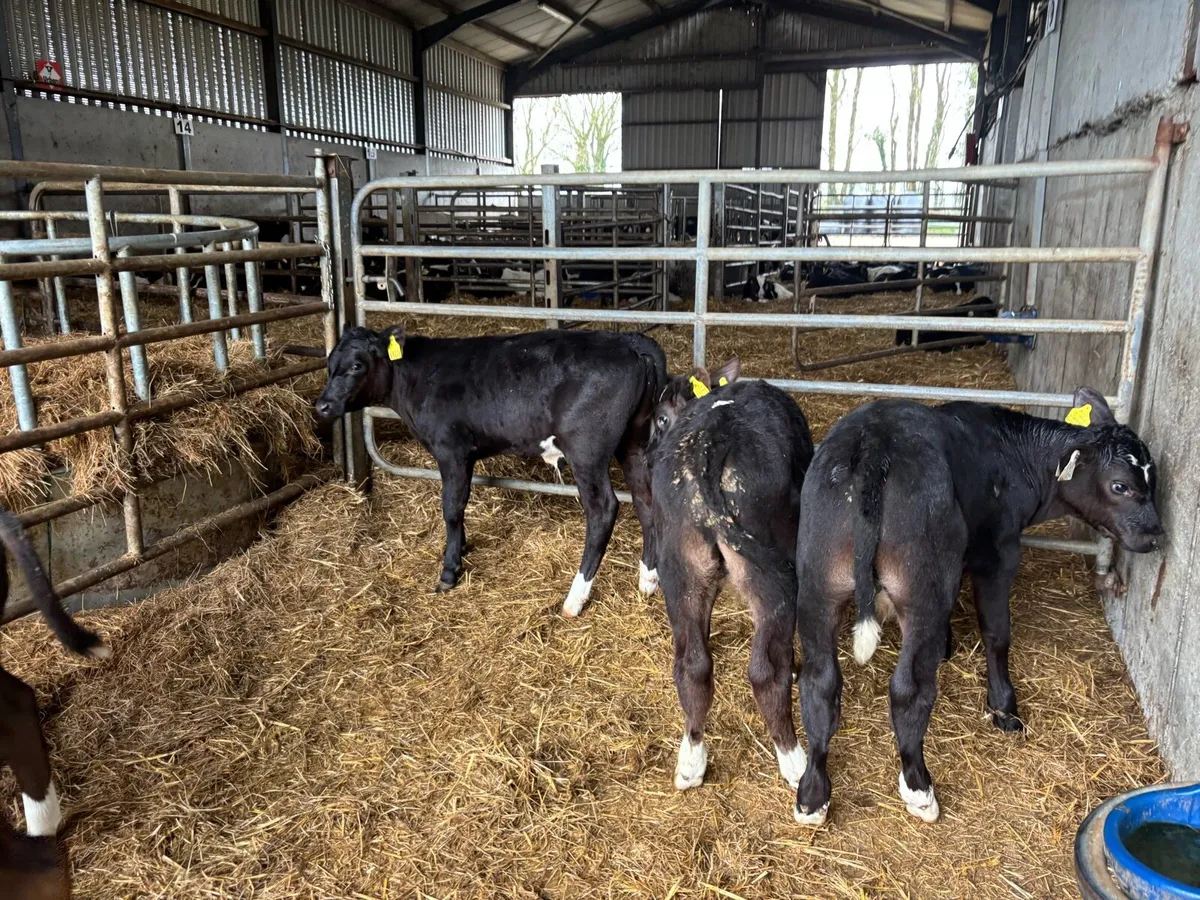 5 super reared Angus bulls - Image 2
