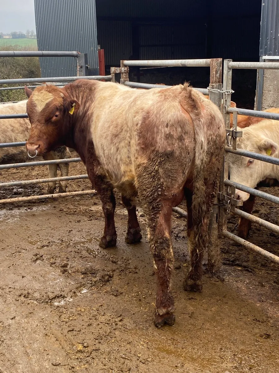 Purebred shorthorn bull - Image 2
