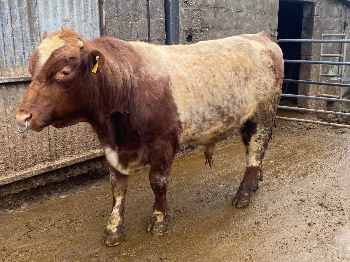 Purebred shorthorn bull - Image 3
