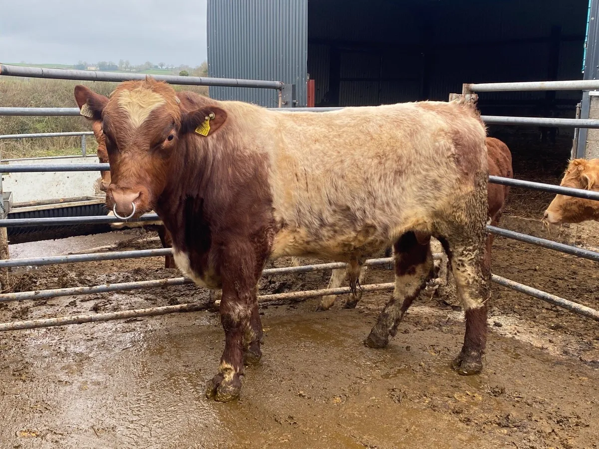 Purebred shorthorn bull - Image 1