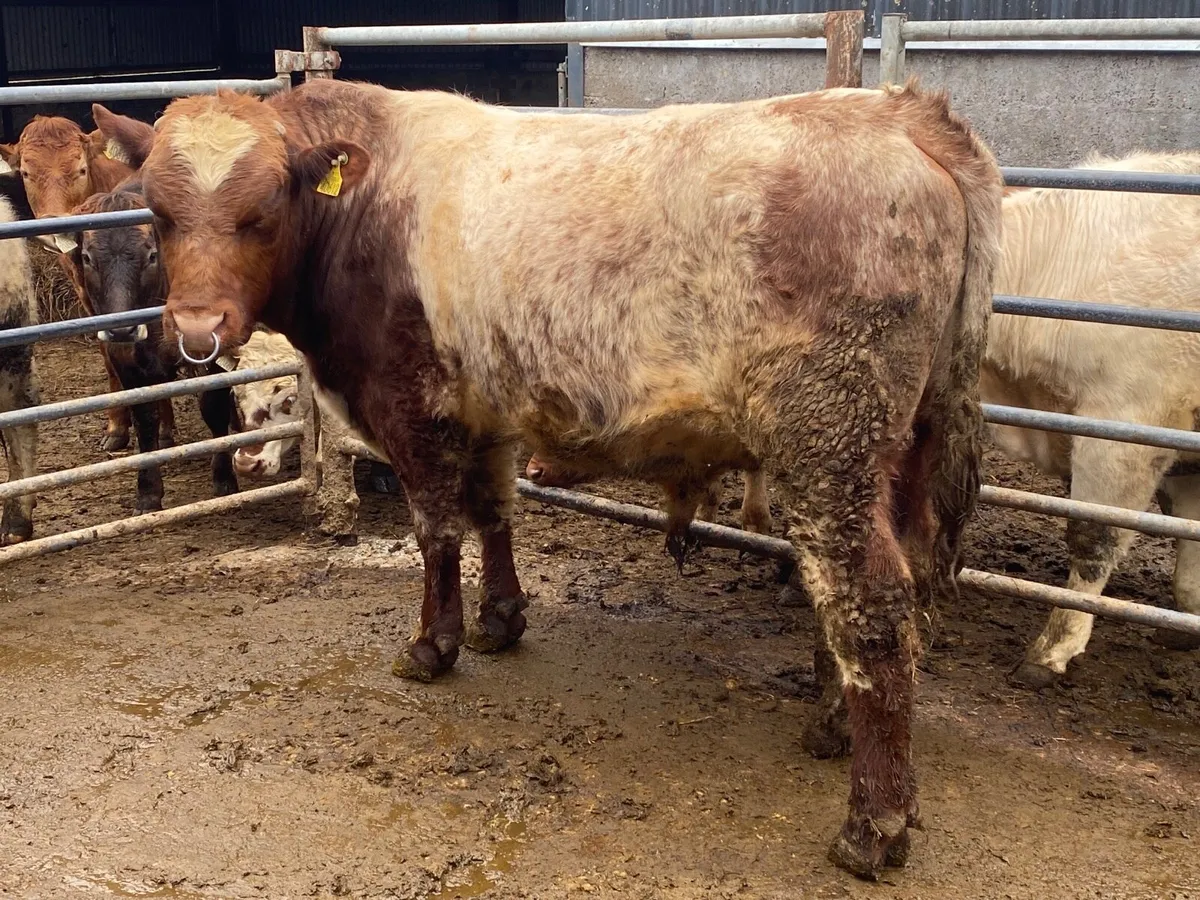 Purebred shorthorn bull - Image 4