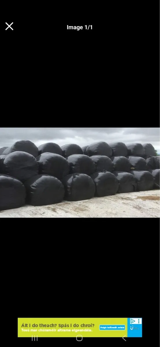 Round bales of silage