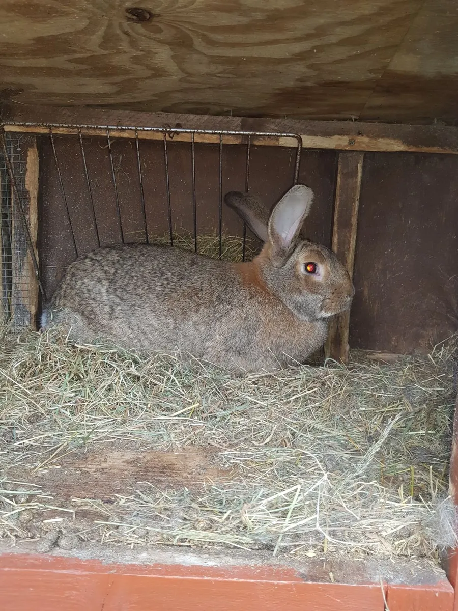 Flemish Giant rabbits and Silkie chickens - Image 3