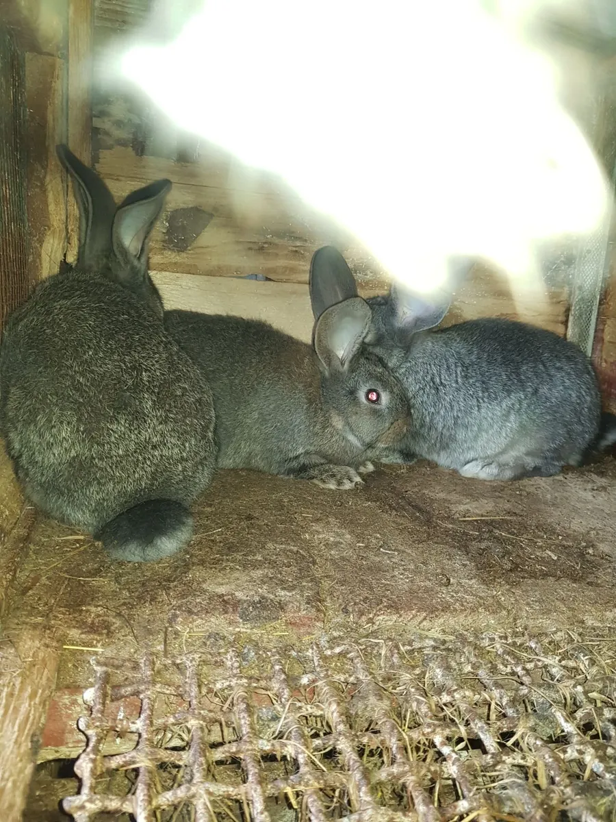 Flemish Giant rabbits and Silkie chickens - Image 4