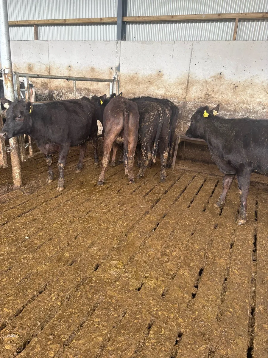 Angus heifers - Image 1