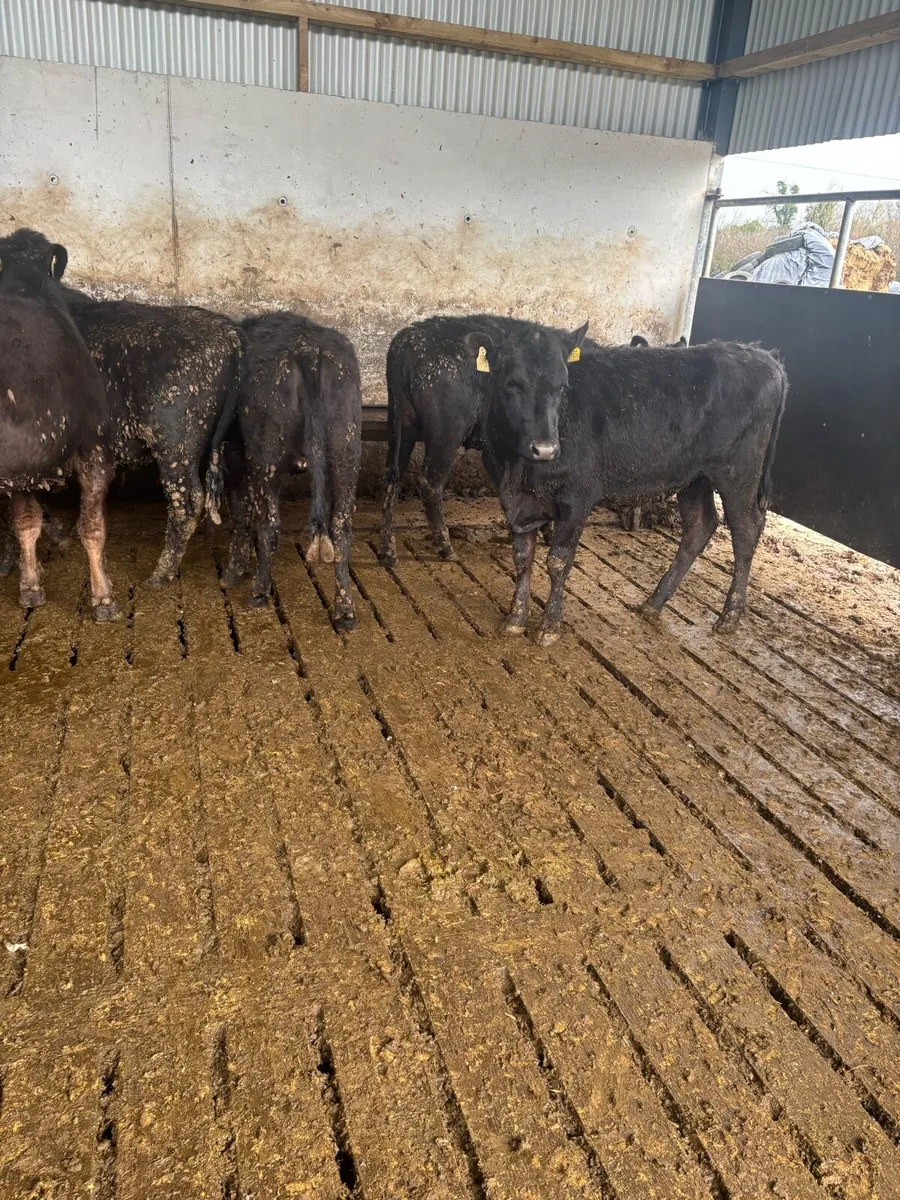 Angus heifers - Image 2