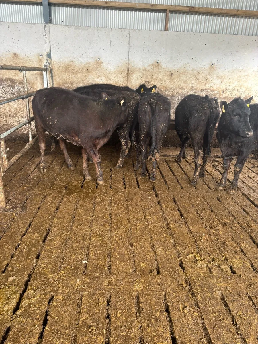 Angus heifers - Image 3