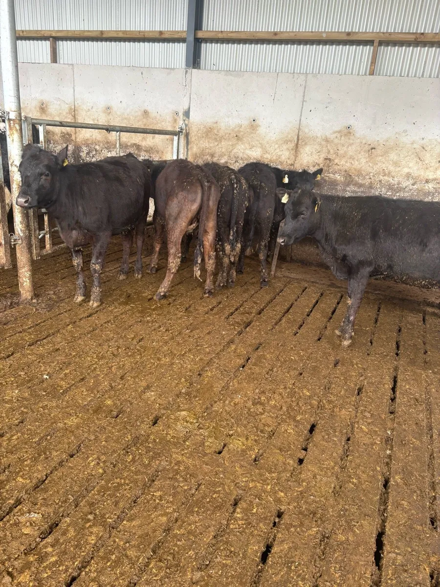 Angus heifers - Image 4
