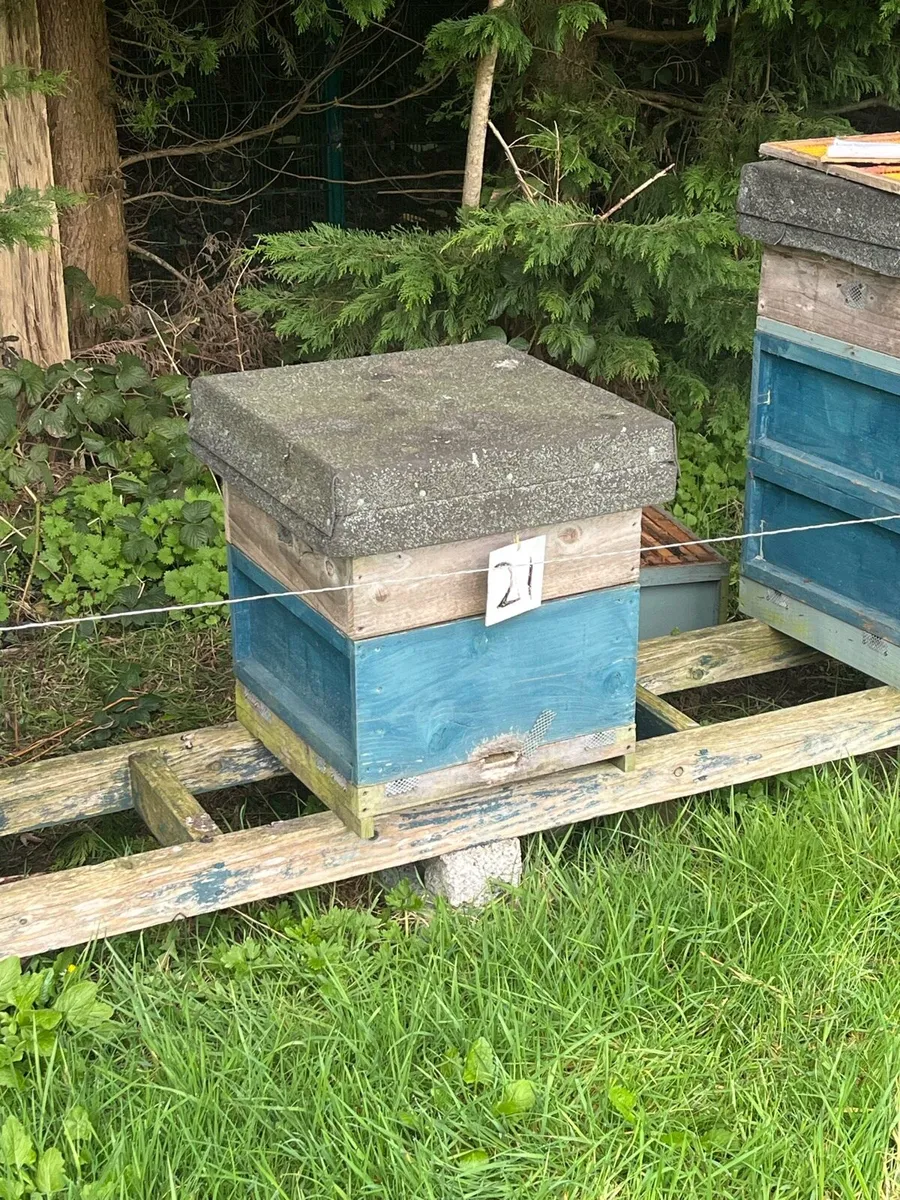 AMM Bees for Sale - Image 2