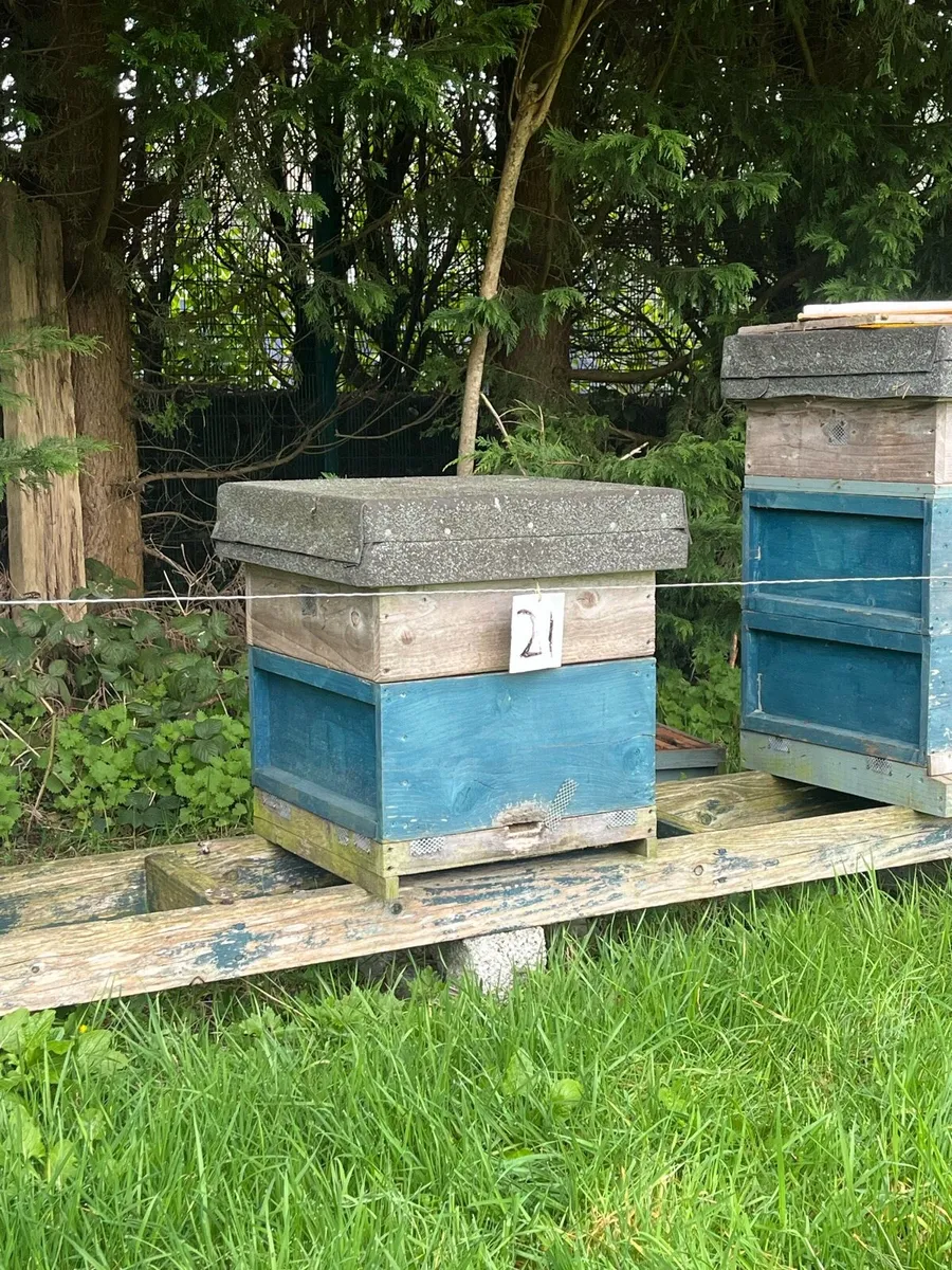 AMM Bees for Sale - Image 1