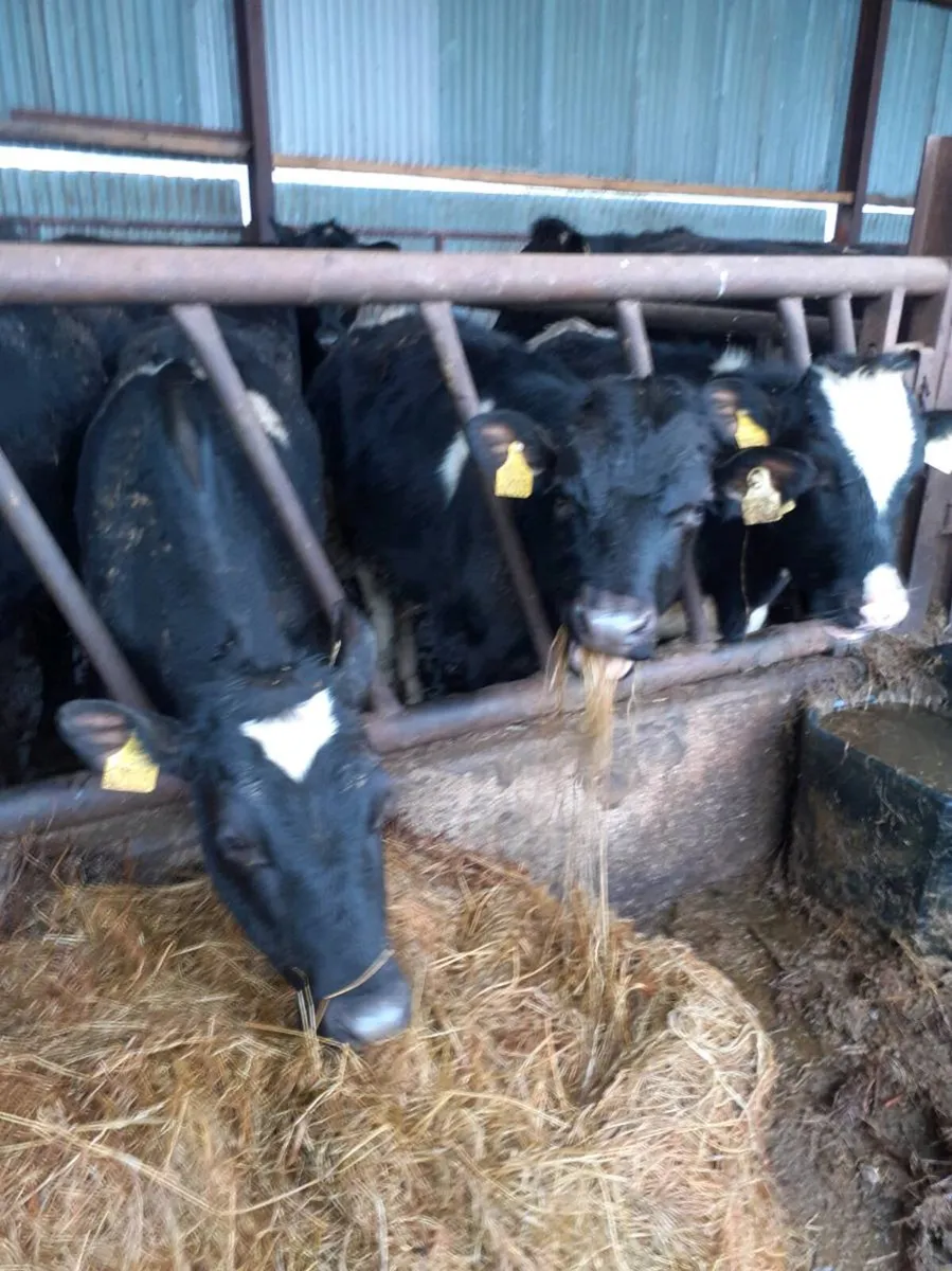 Friesian bullocks - Image 2