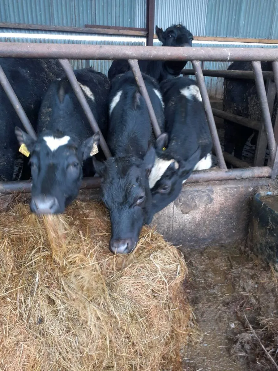 Friesian bullocks - Image 1