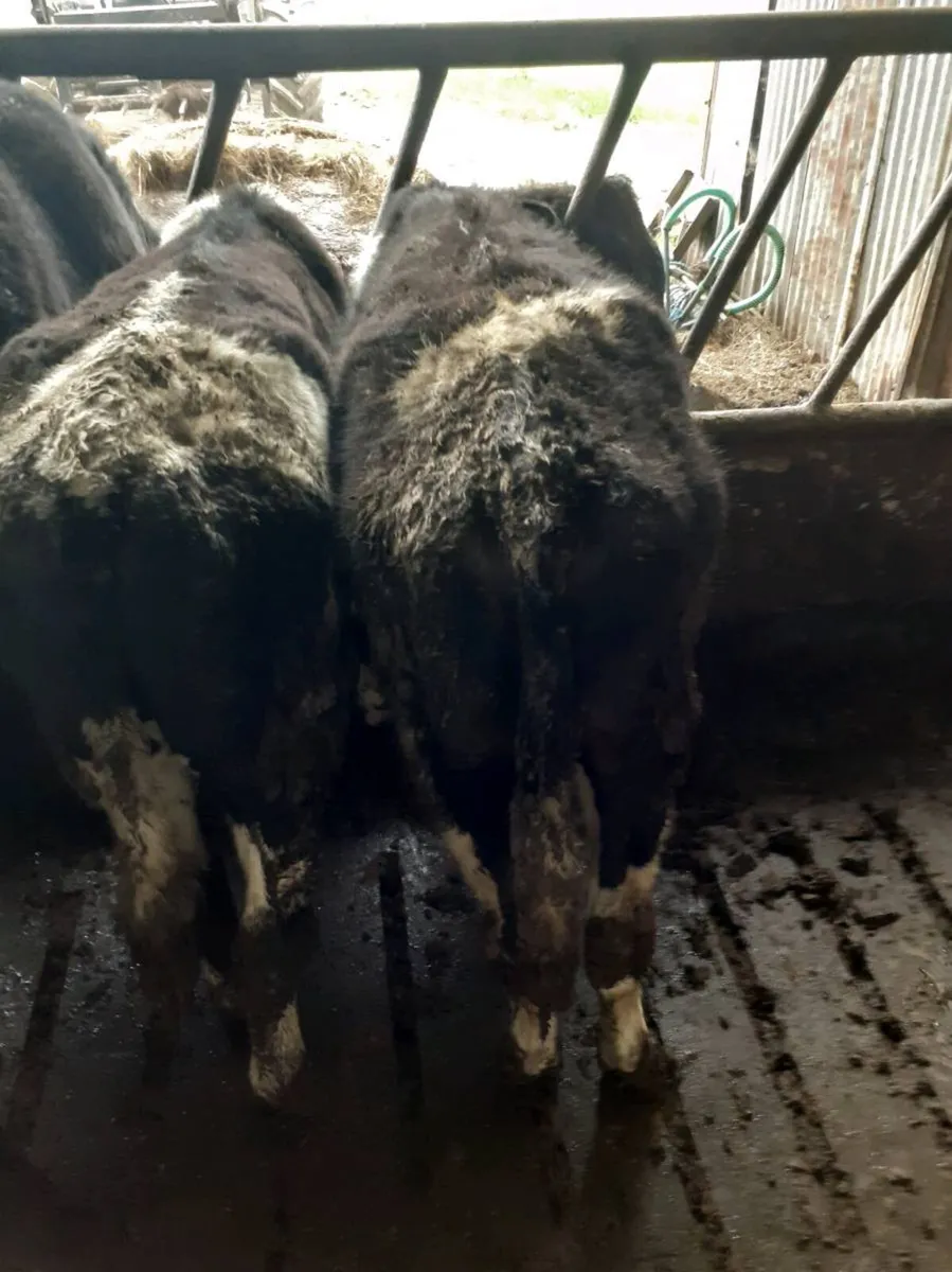 Friesian bullocks - Image 4