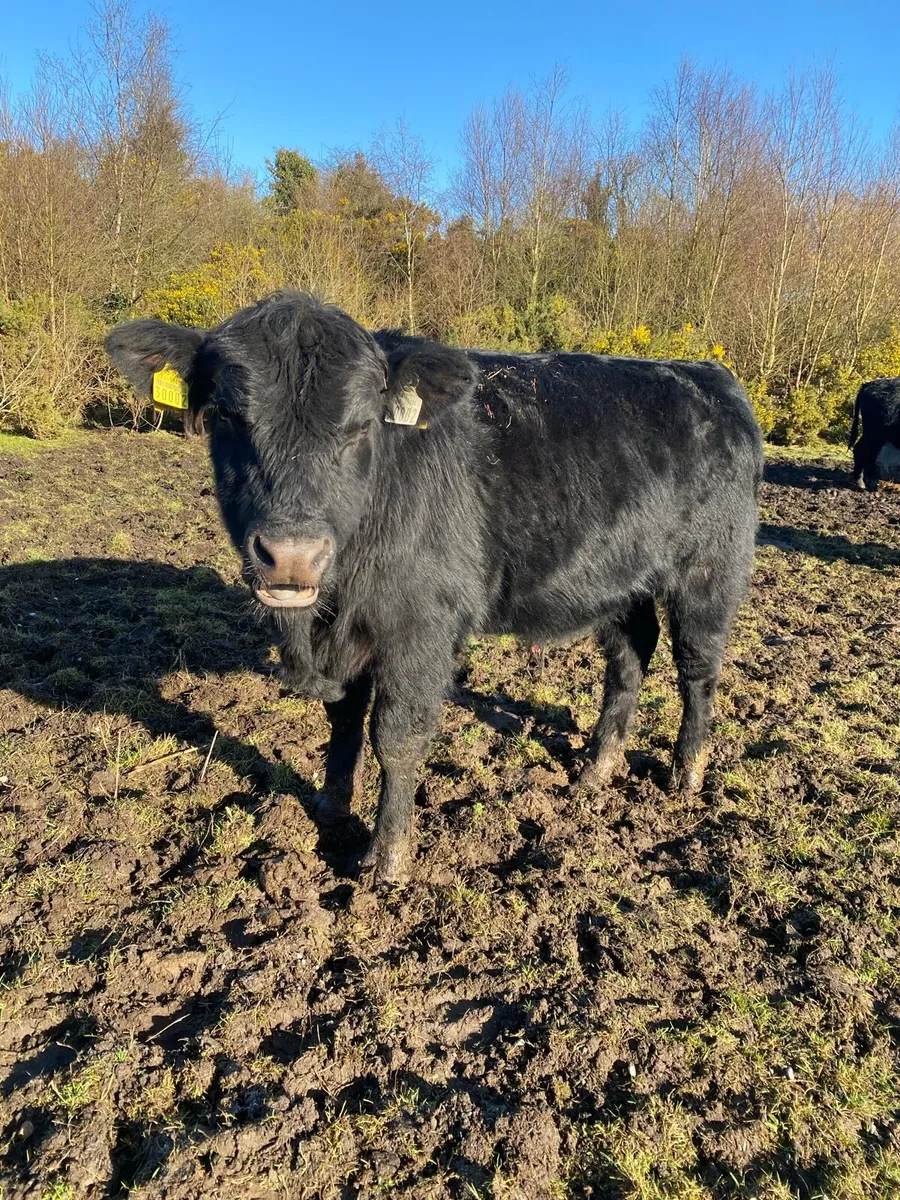 Pedigree Organic Angus Bulls - Image 2