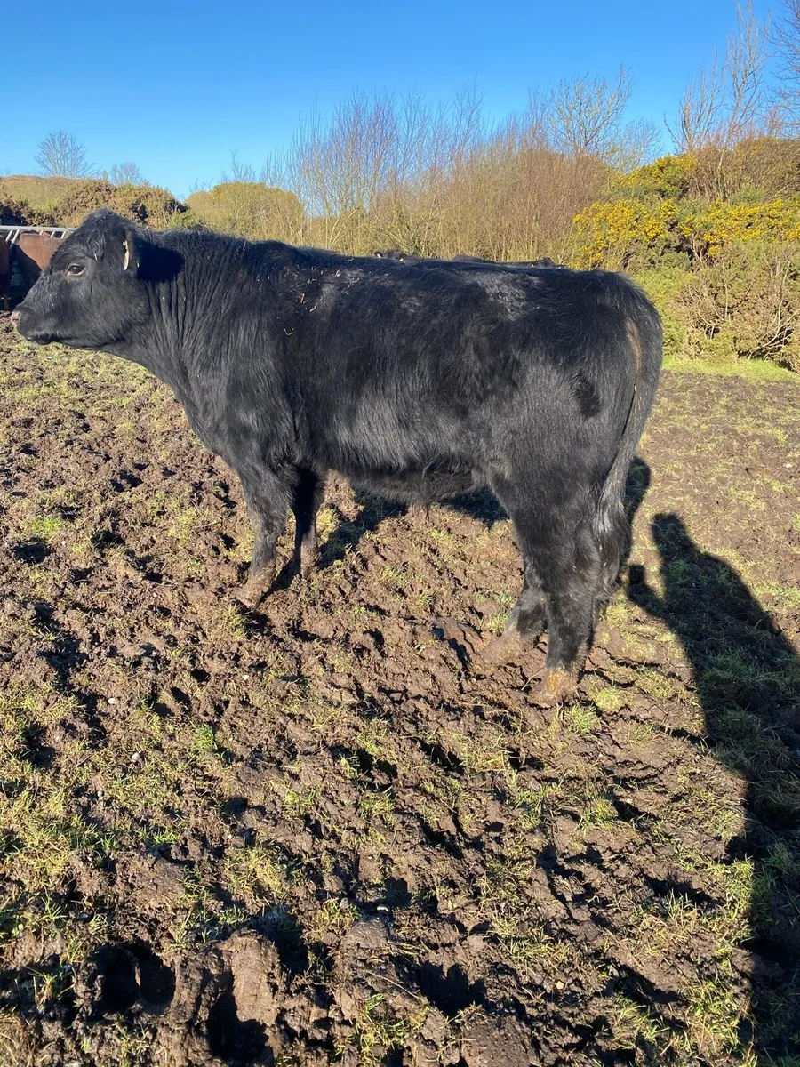 Pedigree Organic Angus Bulls - Image 1