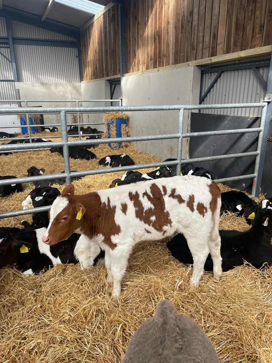 Calves - Image 1