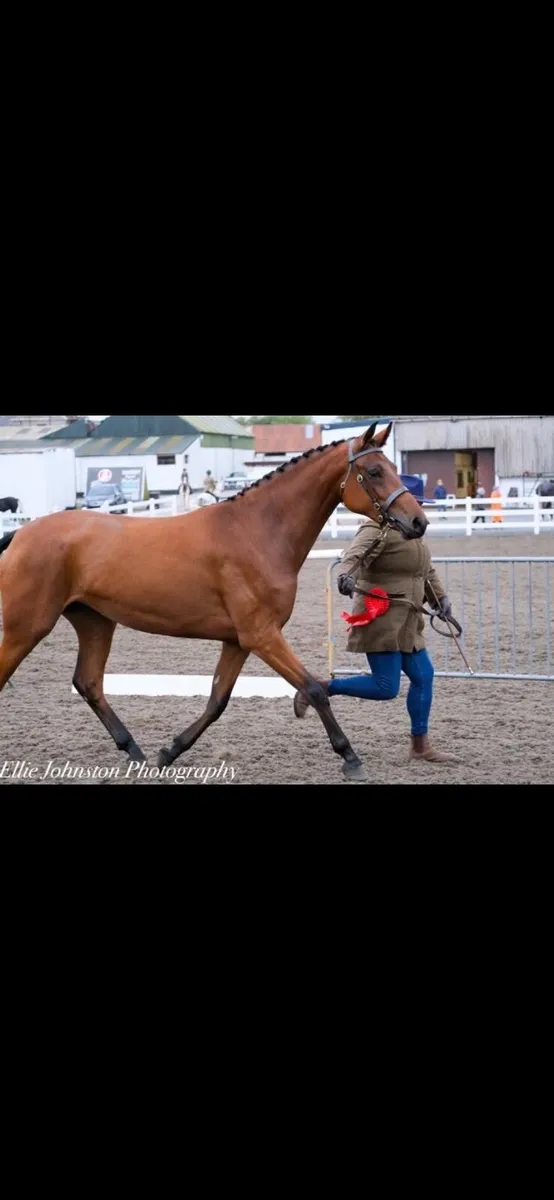 Top class Prospect - HOYS quality - Image 1