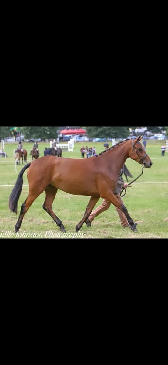 Top class Prospect - HOYS quality - Image 3
