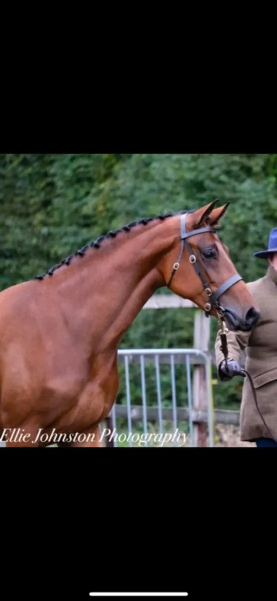 Top class Prospect - HOYS quality - Image 4
