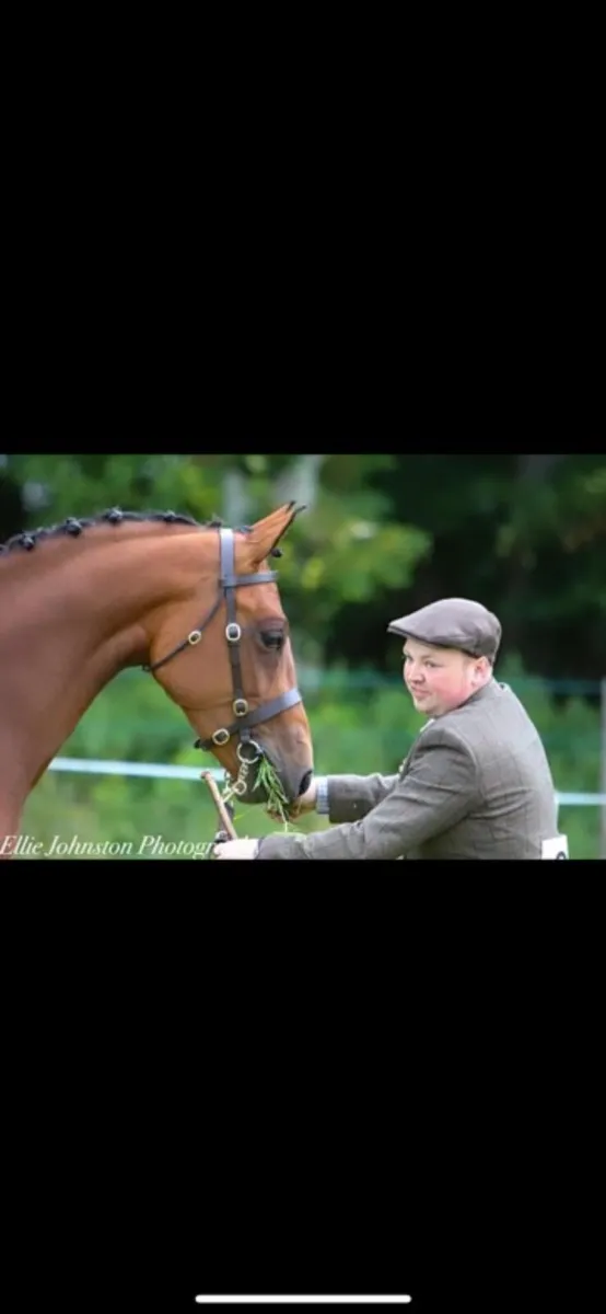 Top class Prospect - HOYS quality - Image 2