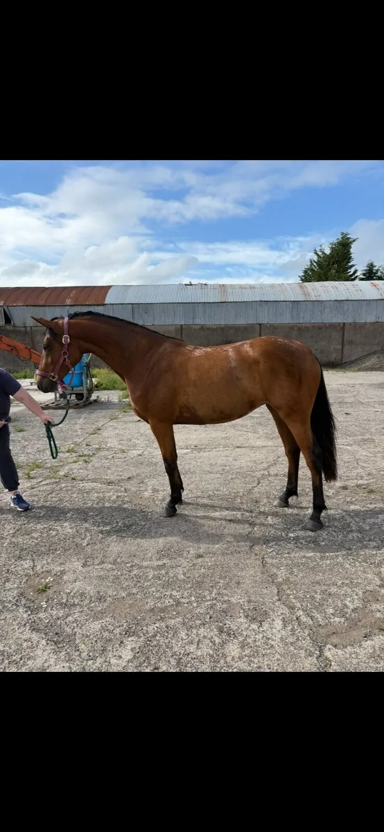 Top class Prospect - Image 1