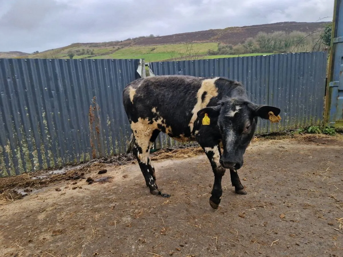 Breeding Heifer - Image 1