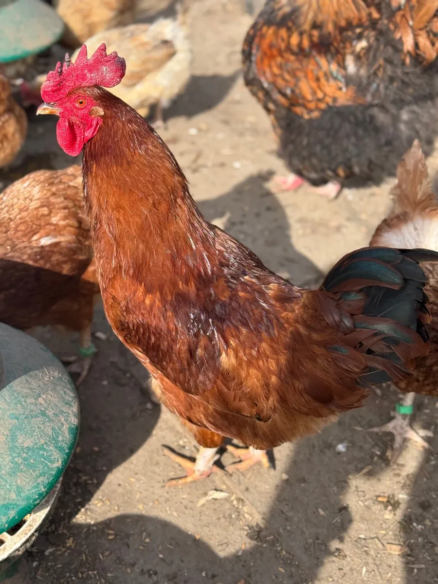 Roosters - Image 2
