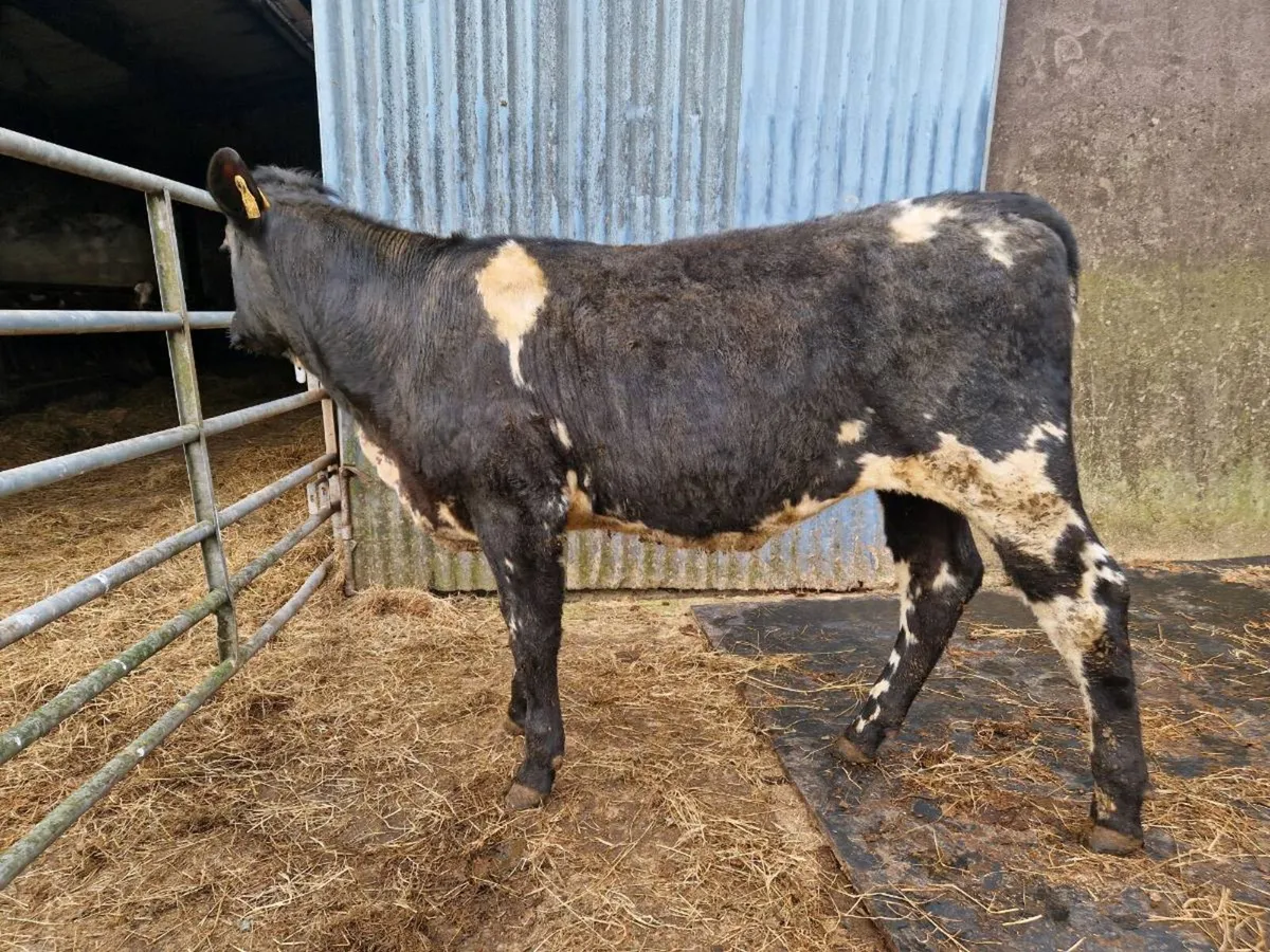 Breeding Heifer - Image 3