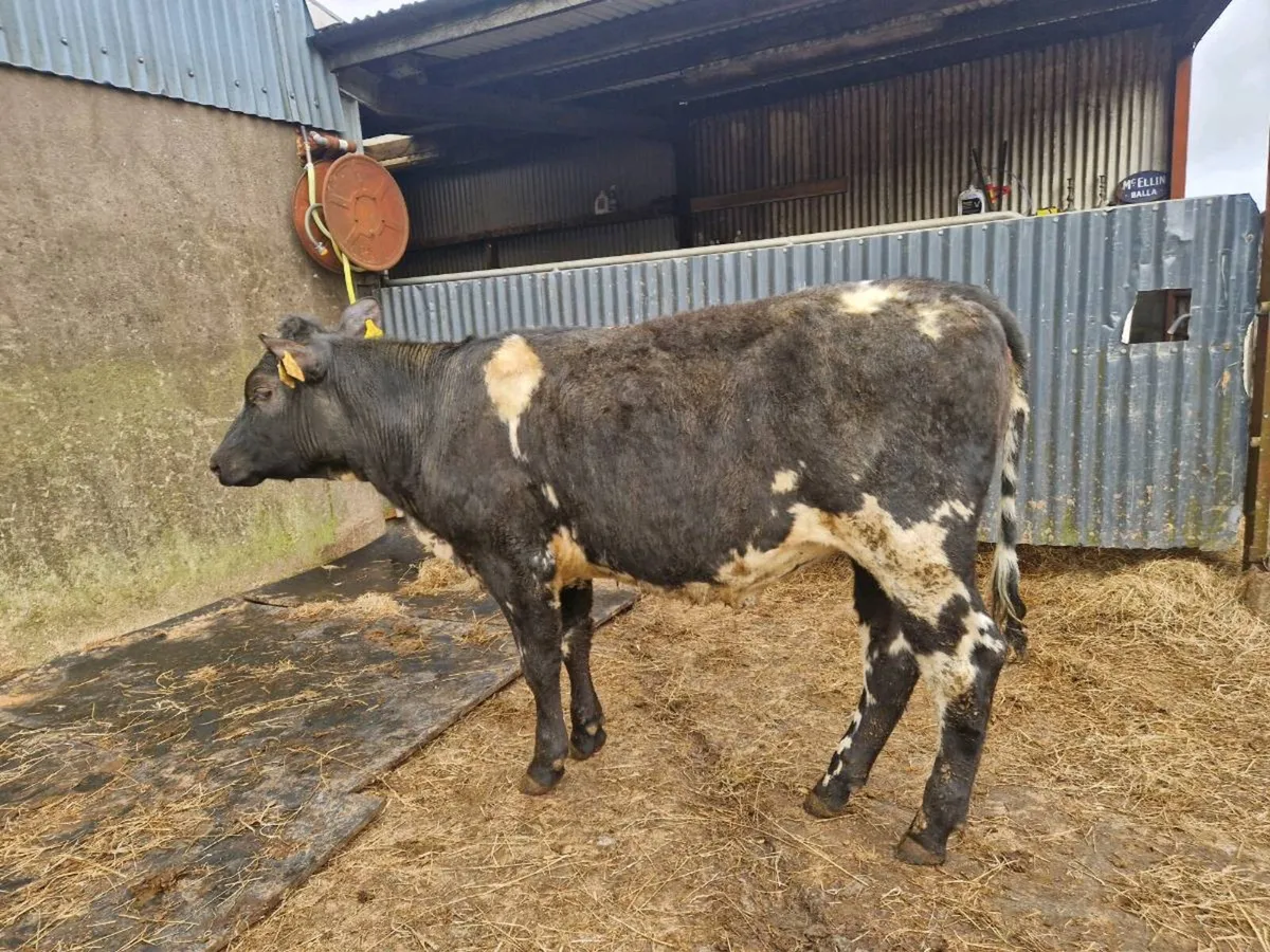 Breeding Heifer - Image 4