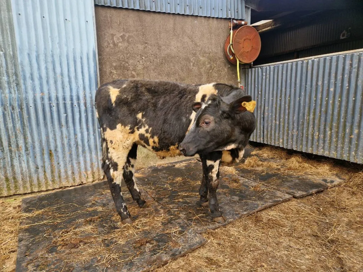 Breeding Heifer - Image 2