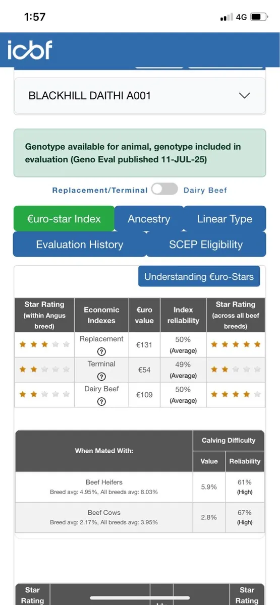 Pedigree Organic Angus Bulls - Image 3