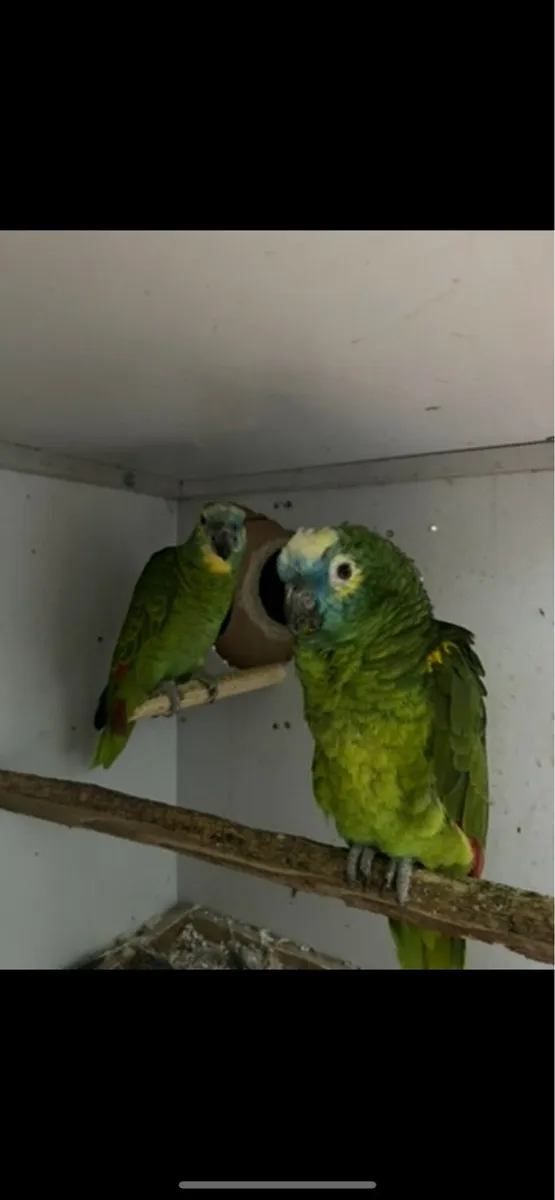 Pair of Blue fronted amazons