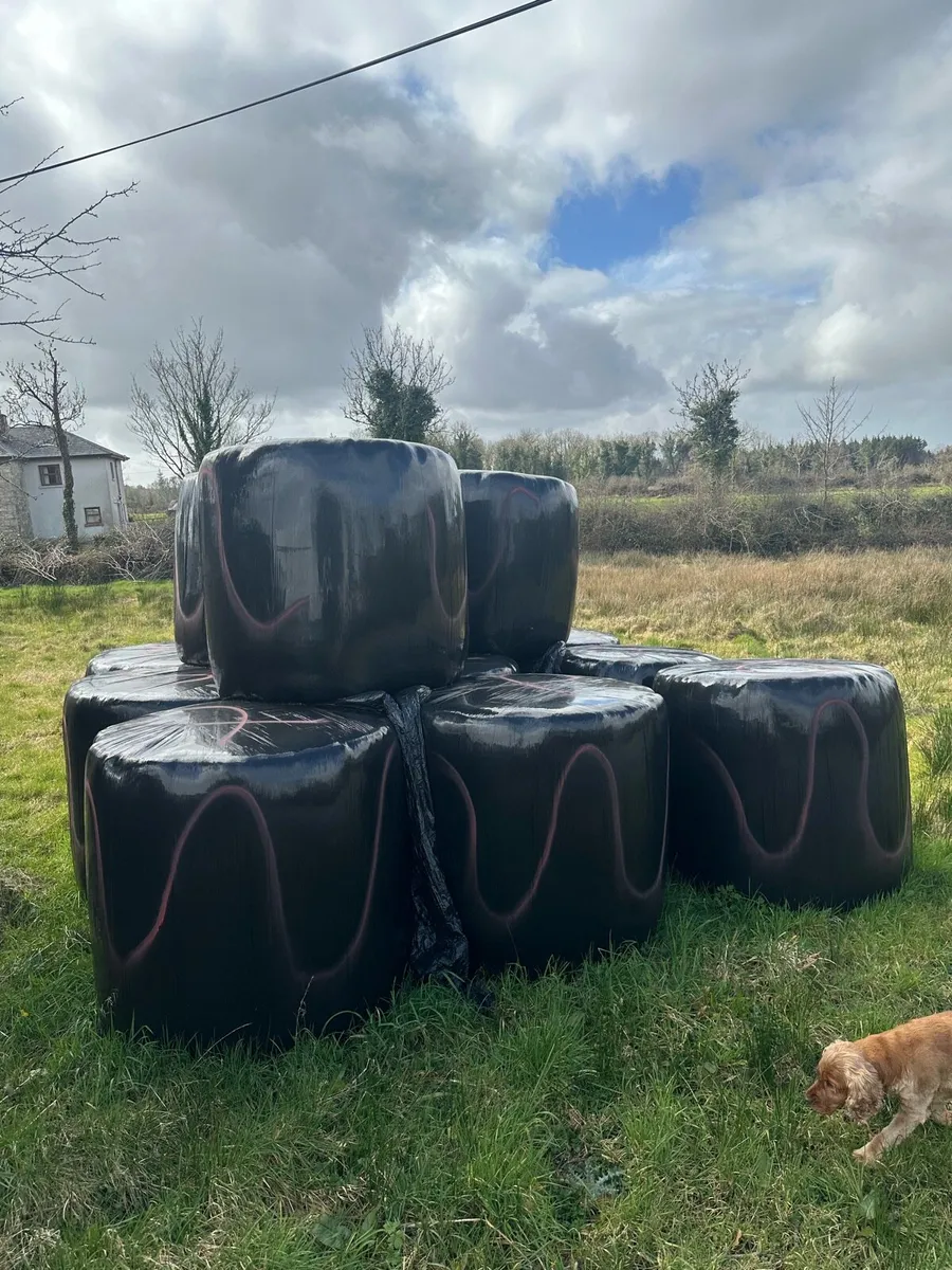 Bales of silage - Image 1