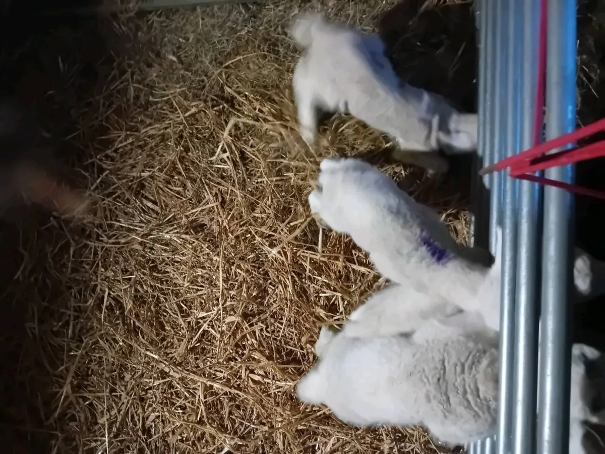 Lambs for sale - Image 1