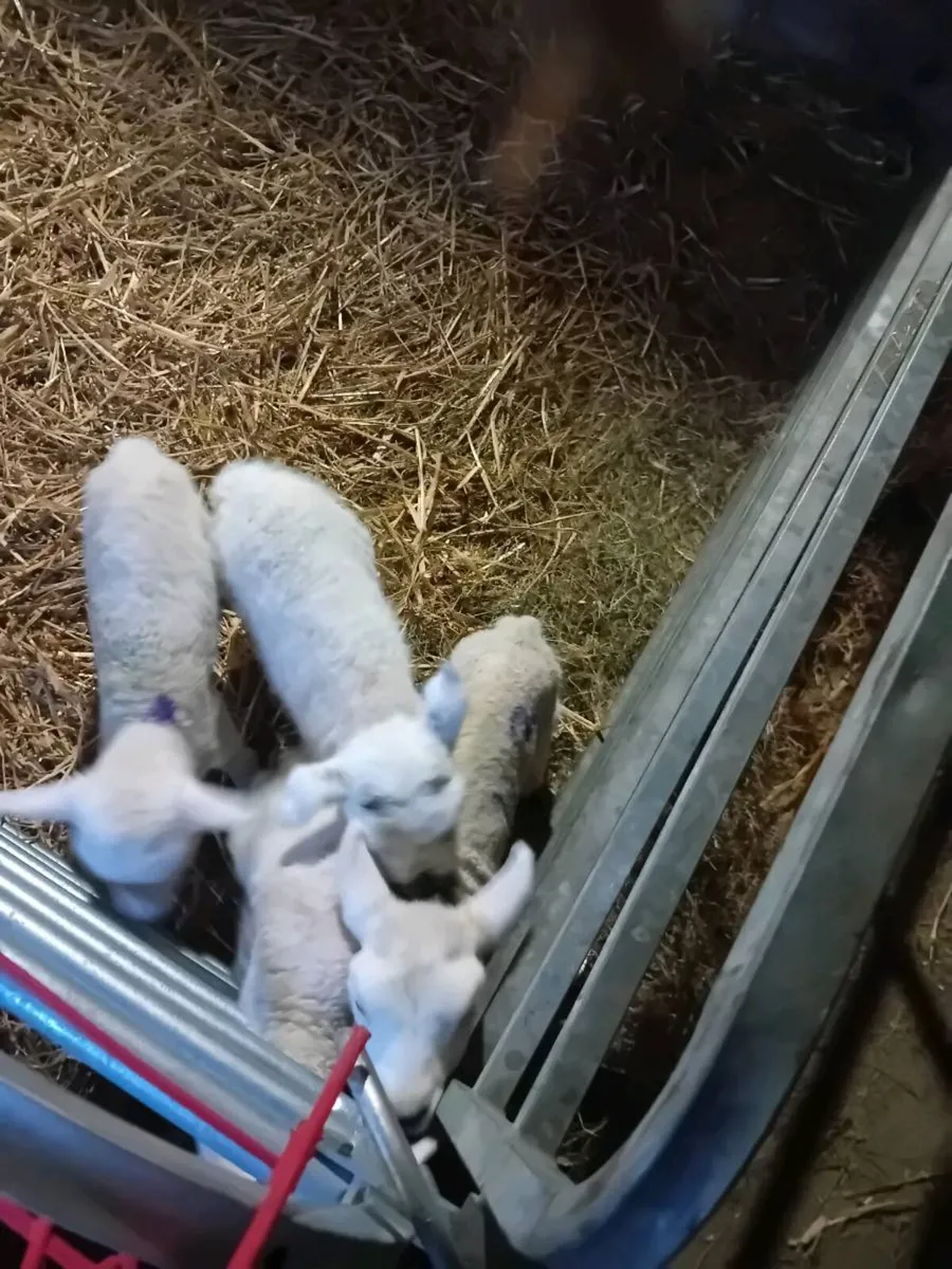 Lambs for sale - Image 3
