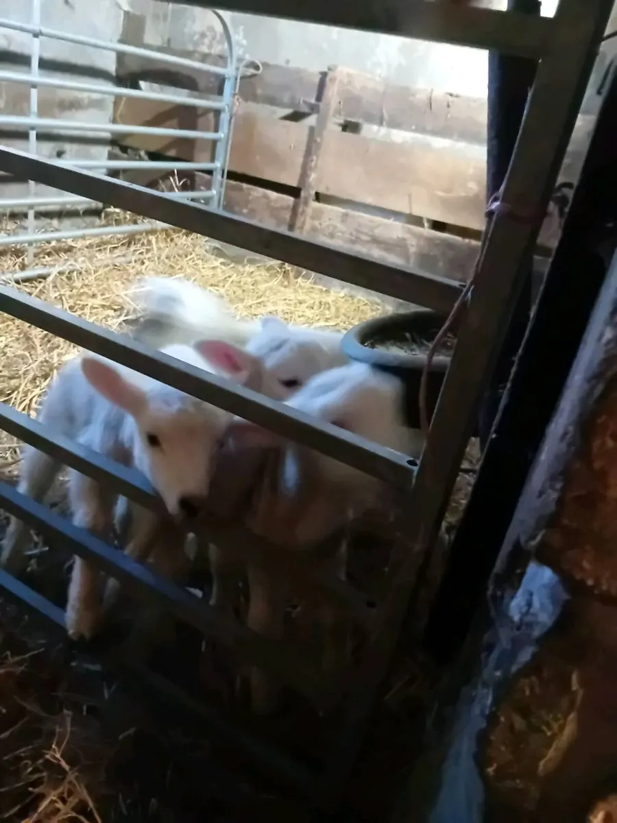 Lambs for sale - Image 4