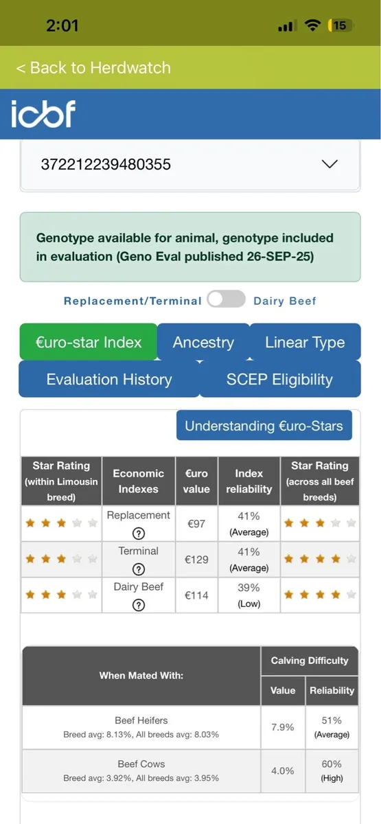 Angus & Limousine bulls - Image 4