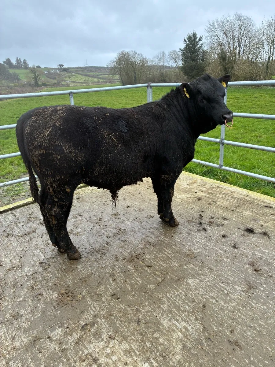 Angus & Limousine bulls - Image 1