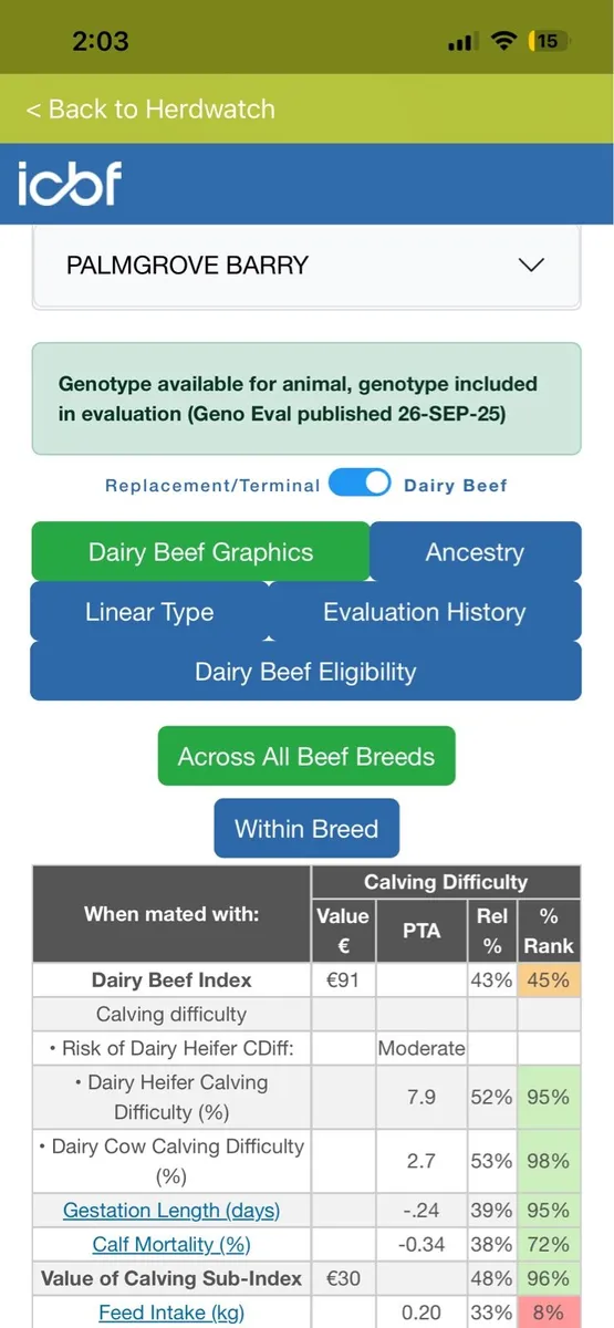Angus & Limousine bulls - Image 2