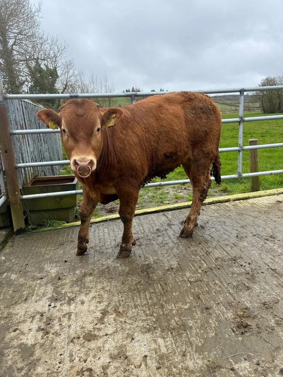 Angus & Limousine bulls - Image 3