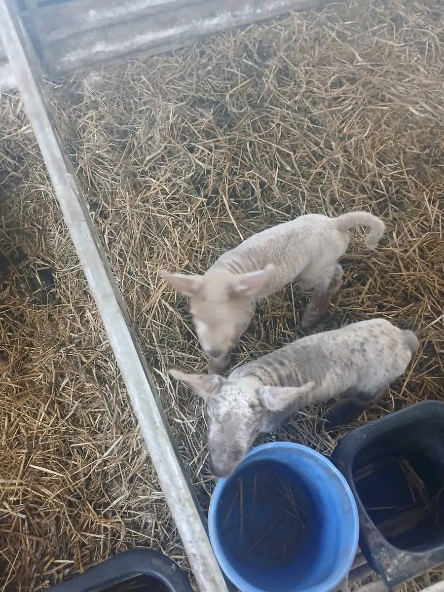 Pet lambs for sale - Image 1