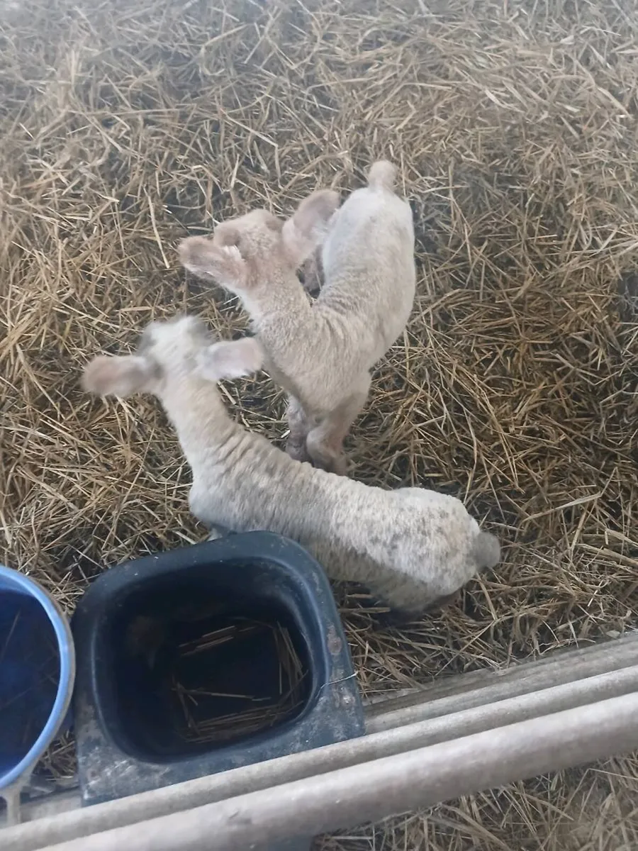 Pet lambs for sale - Image 2