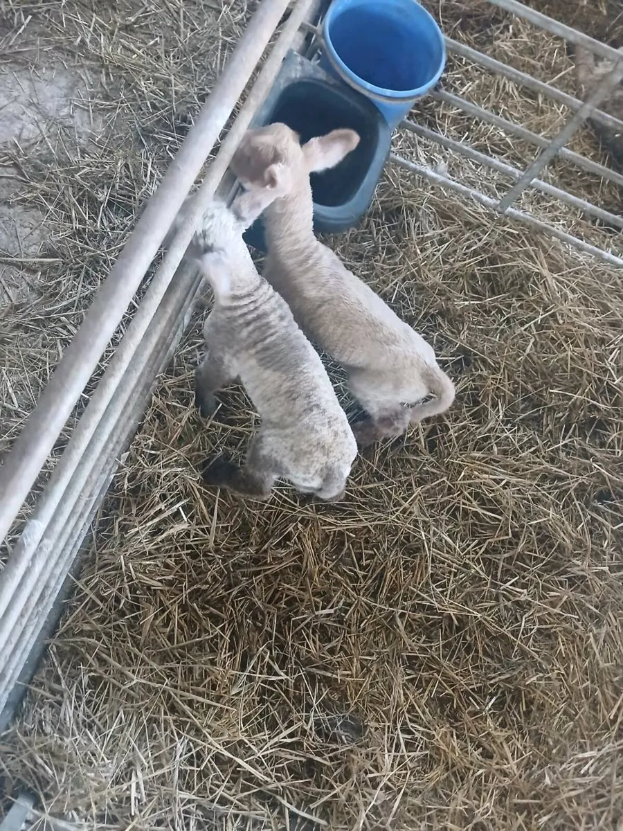 Pet lambs for sale - Image 3