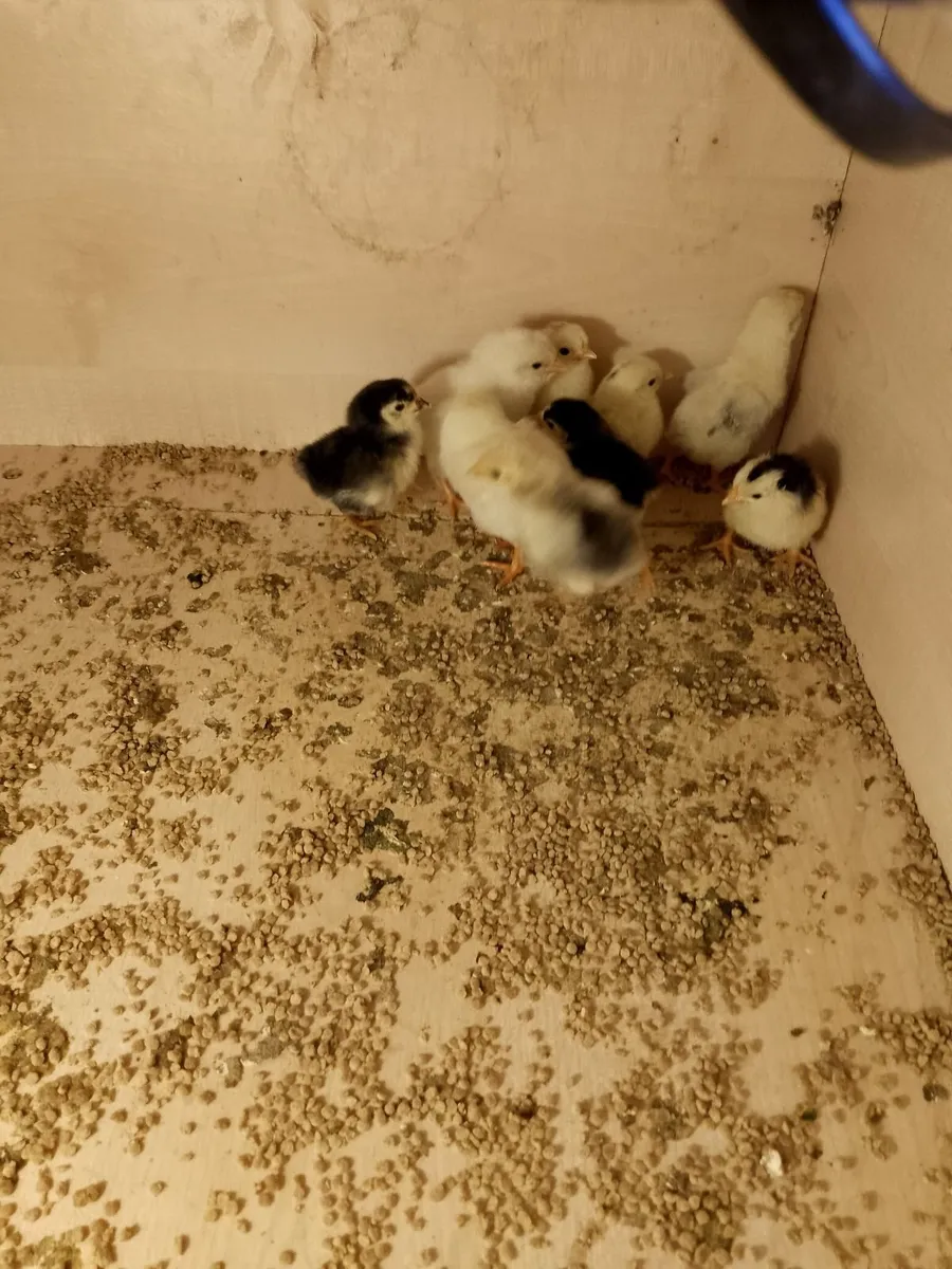 Chickens, incubator and heat plate - Image 3