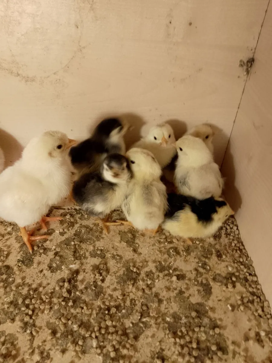 Chickens, incubator and heat plate - Image 2