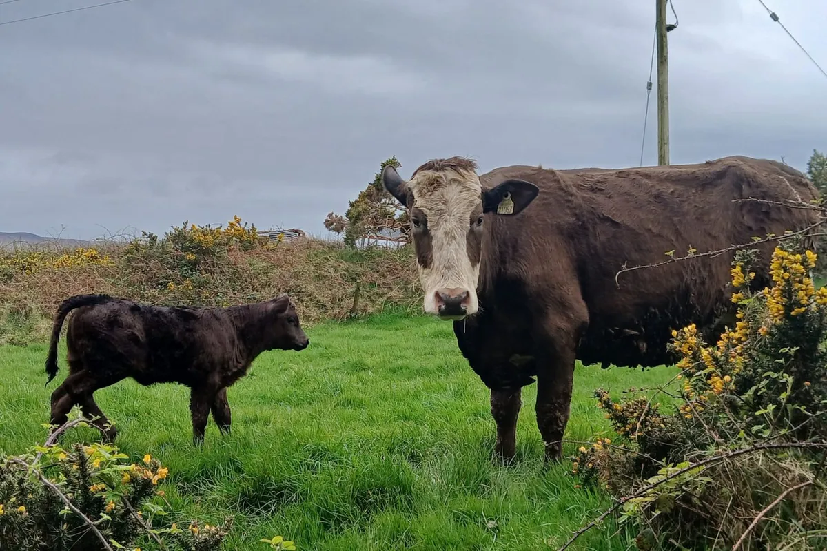 Suckler Heifers - Image 1